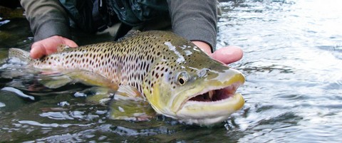 200 kg de truites fario introduites pour l'ouverture de la pêche samedi -  Brou (28160)